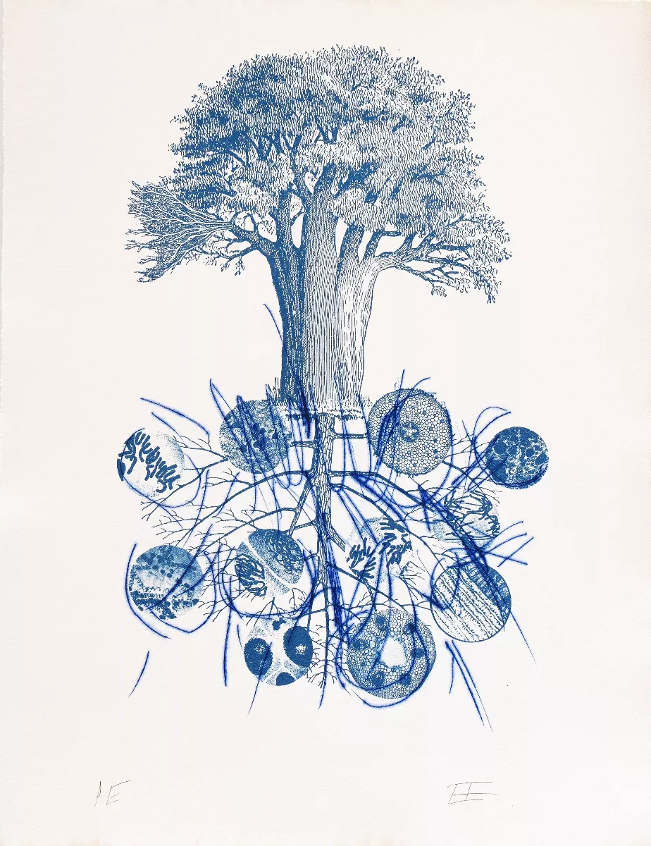 Baobab II